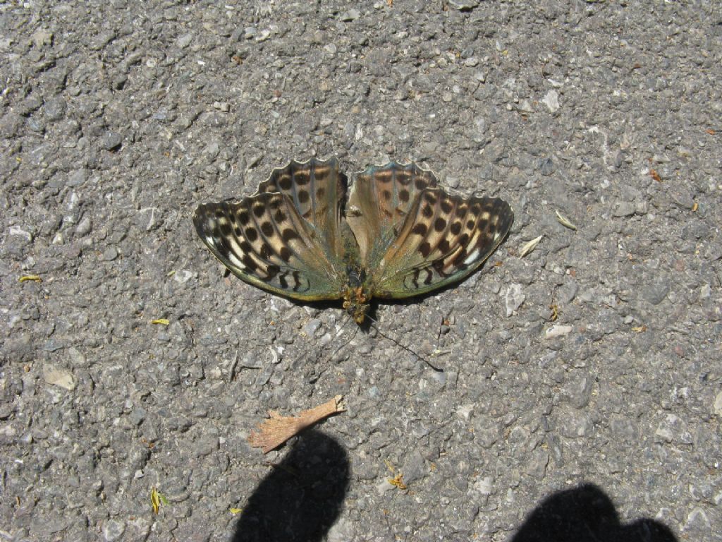 Argynnis paphia femmina forma valesina?  S !