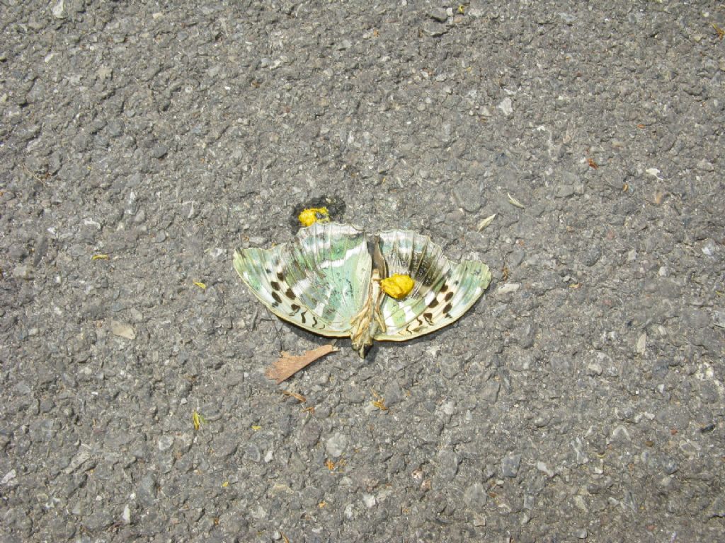 Argynnis paphia femmina forma valesina?  S !