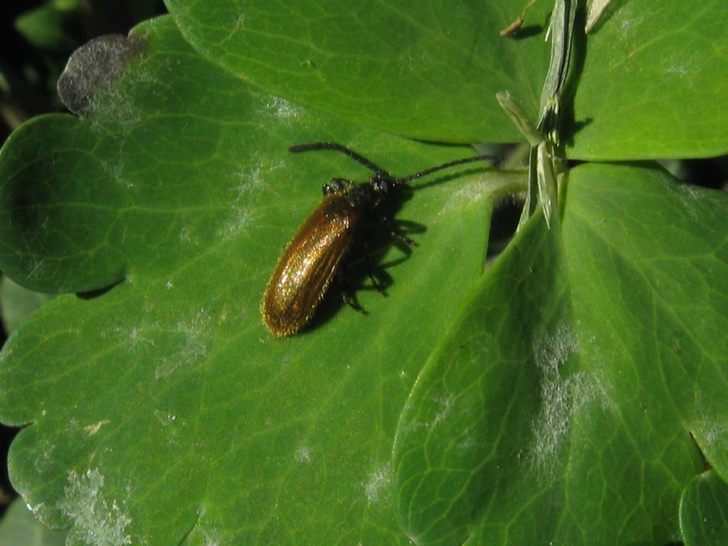 Tenebrionidae Lagriinae: Lagria sp.