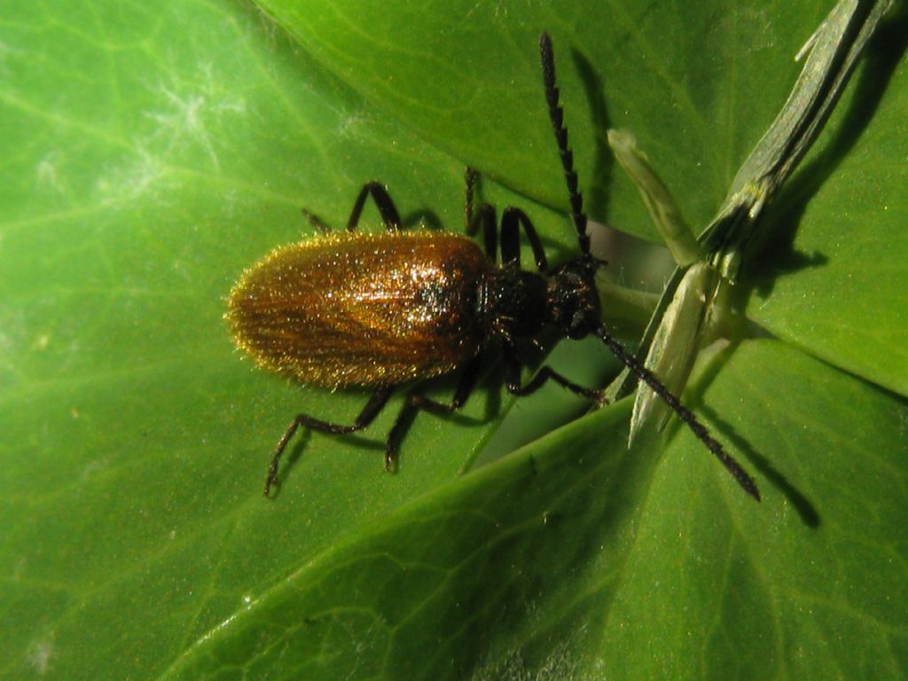 Tenebrionidae Lagriinae: Lagria sp.