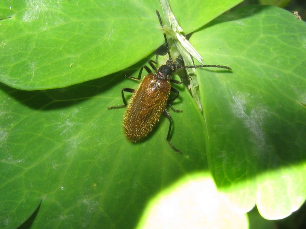 Tenebrionidae Lagriinae: Lagria sp.