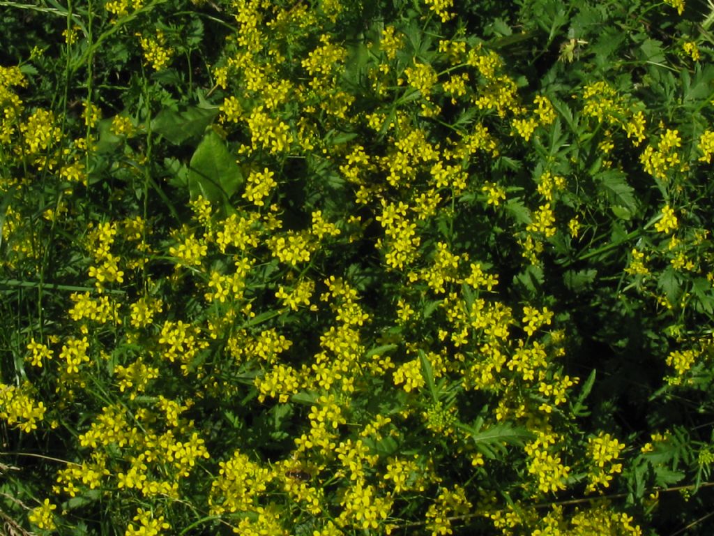 Sisymbrium sp.