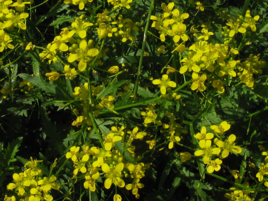 Sisymbrium sp.