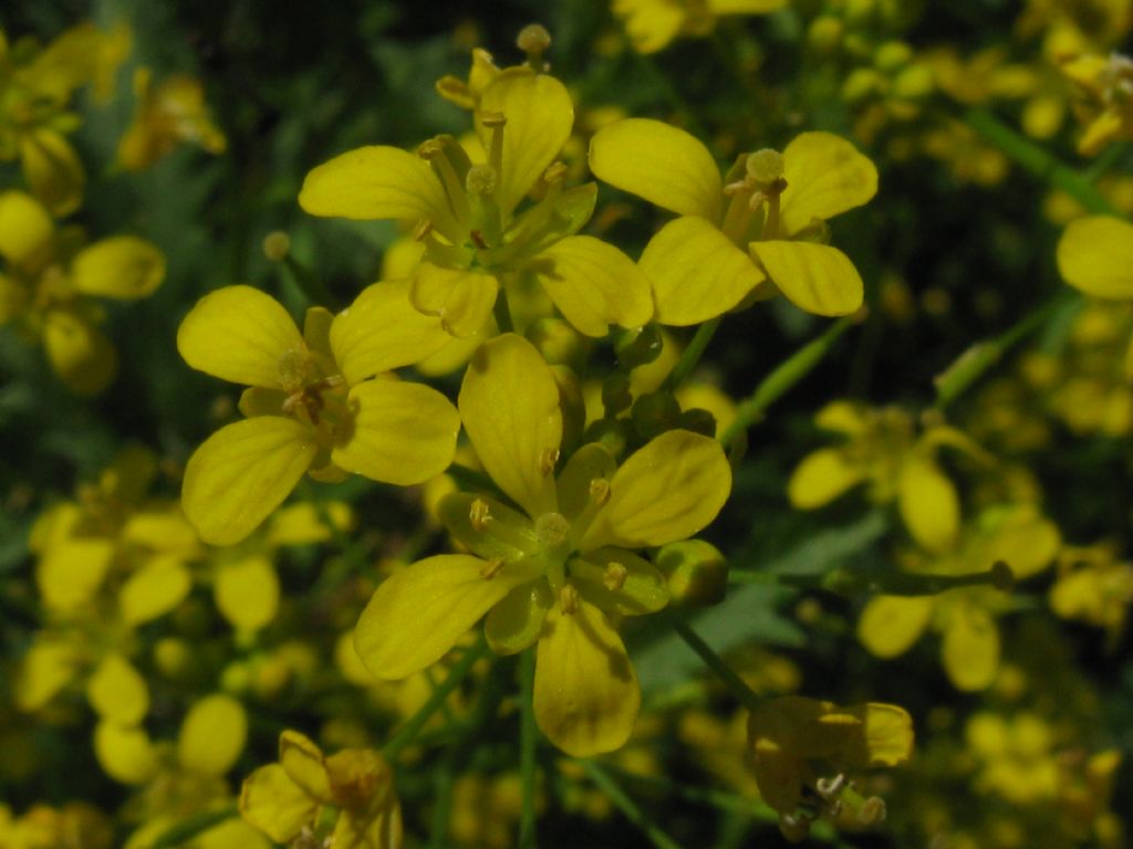 Sisymbrium sp.