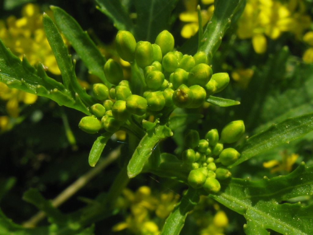 Sisymbrium sp.