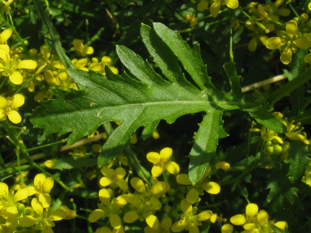 Sisymbrium sp.