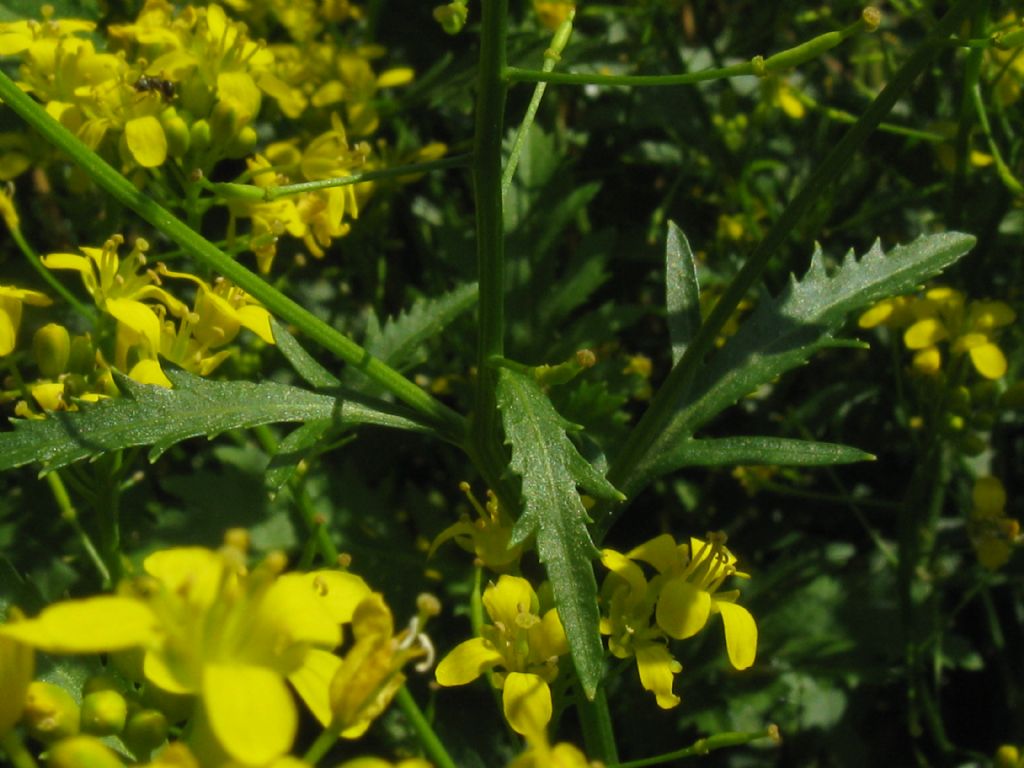 Sisymbrium sp.