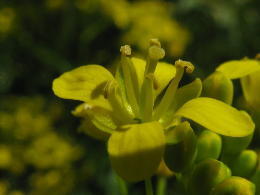 Sisymbrium sp.