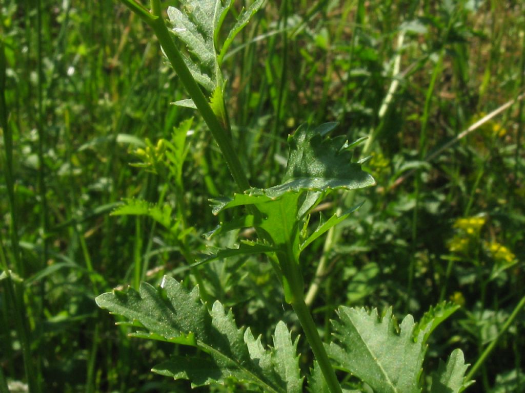 Sisymbrium sp.