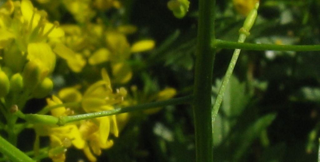 Sisymbrium sp.