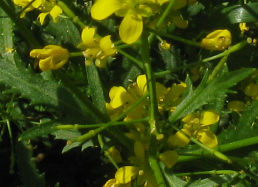 Sisymbrium sp.