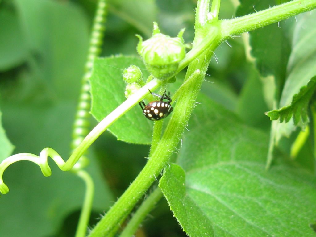 Neanide di Nezara viridula (Pentatomidae)