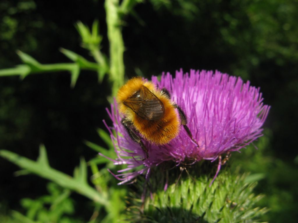 Bombus pascuorum...Bombus pascuorum melleofacies