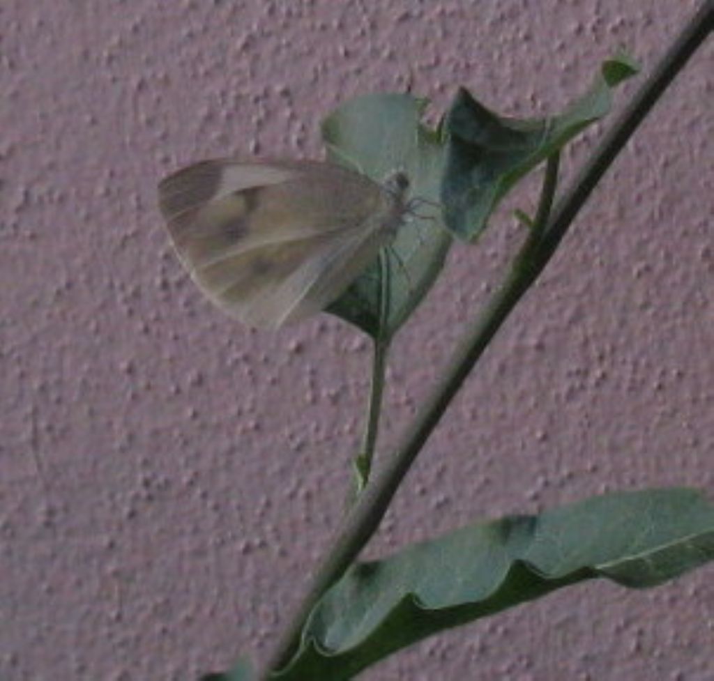 Pieris brassicae?