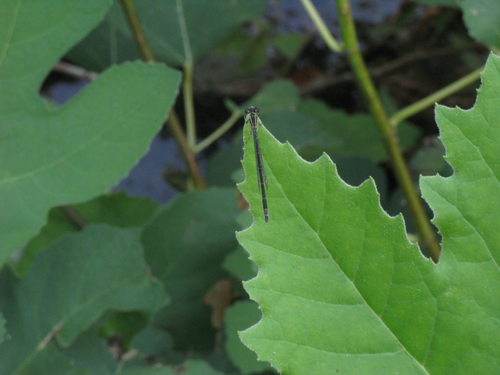 Ischnura elegans femmina della forma B?