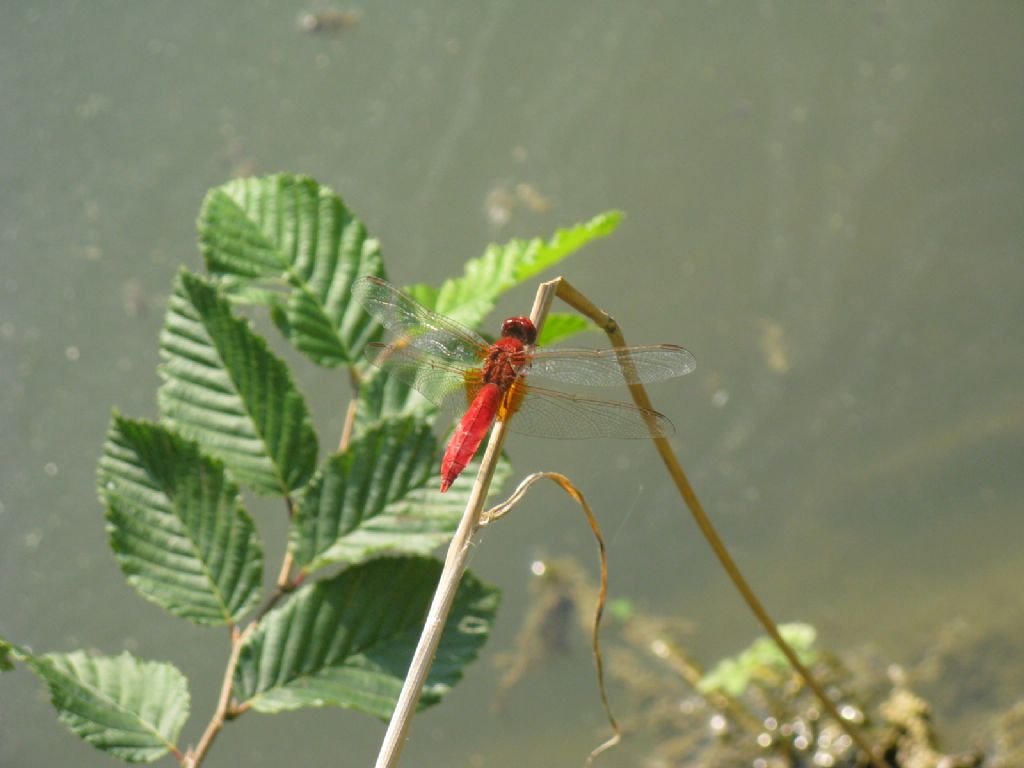 Crocothemis erythraea? S