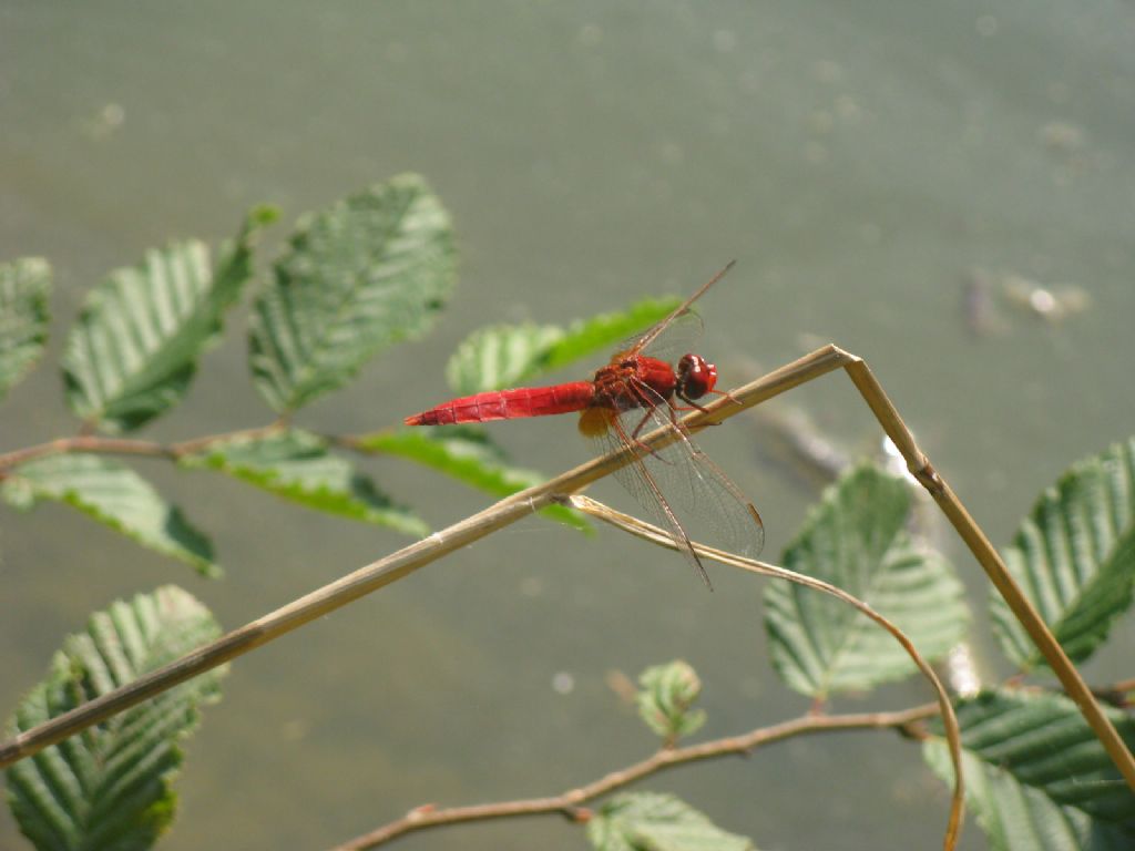 Crocothemis erythraea? S