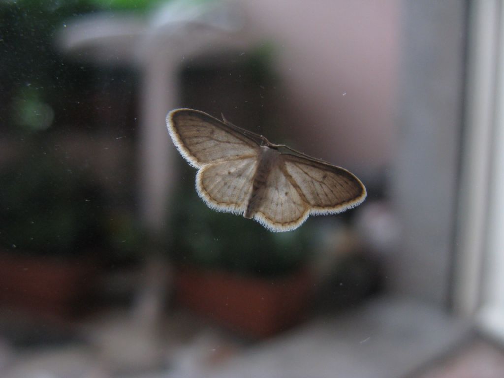 In quale famiglia cercare? Geometridae: Idaea seriata