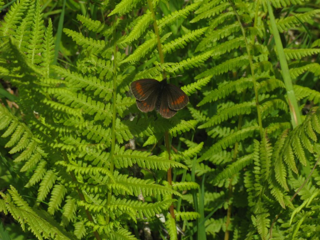 Erebia melampus?  S !