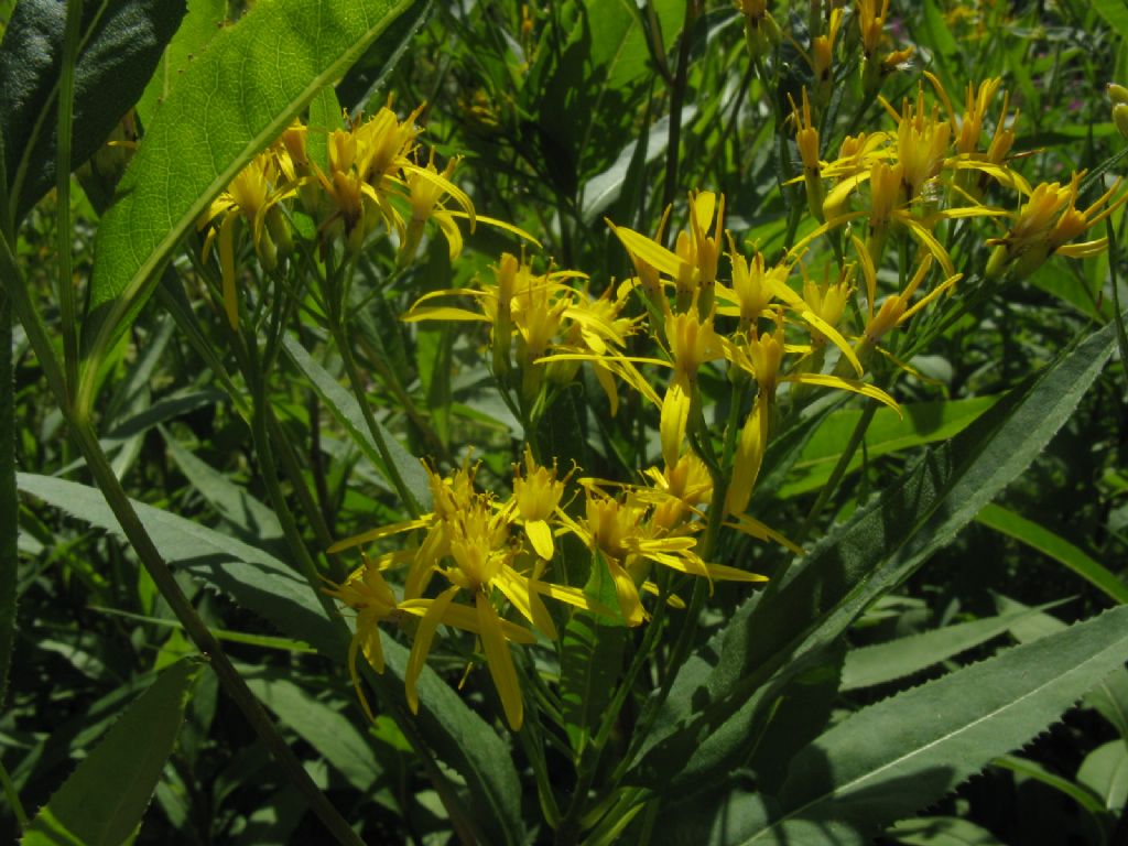 Senecio ovatus? S !