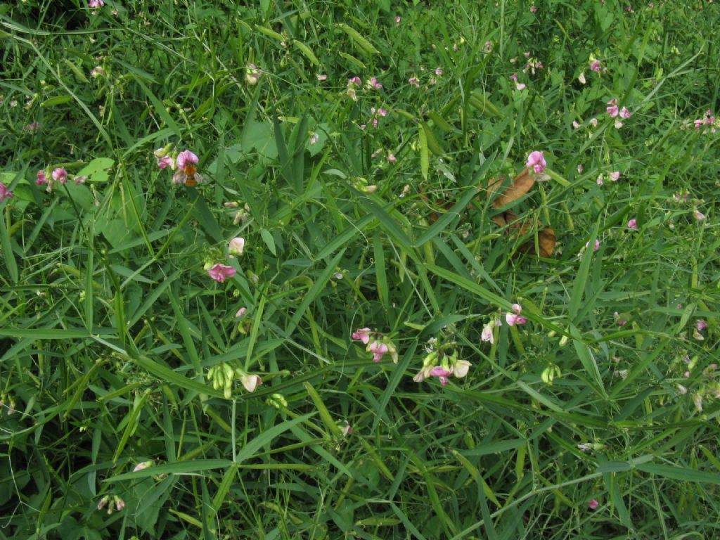 Veccia...?  No, Lathyrus sp. (L. latifolius o L. sylvestris)