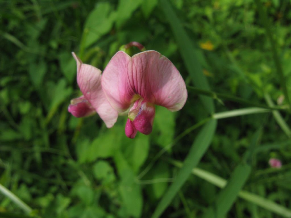 Veccia...?  No, Lathyrus sp. (L. latifolius o L. sylvestris)