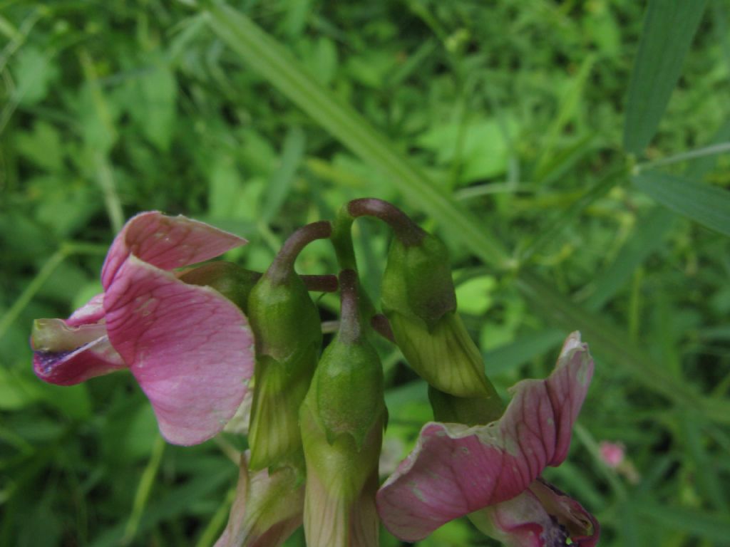 Veccia...?  No, Lathyrus sp. (L. latifolius o L. sylvestris)