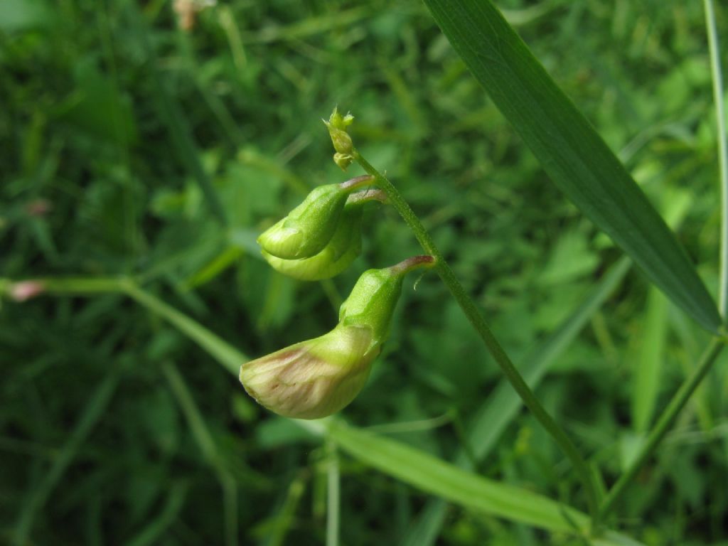 Veccia...?  No, Lathyrus sp. (L. latifolius o L. sylvestris)