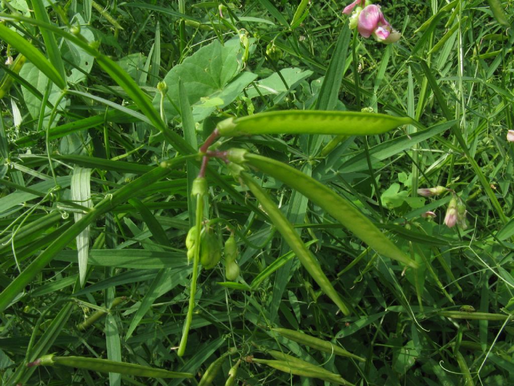 Veccia...?  No, Lathyrus sp. (L. latifolius o L. sylvestris)