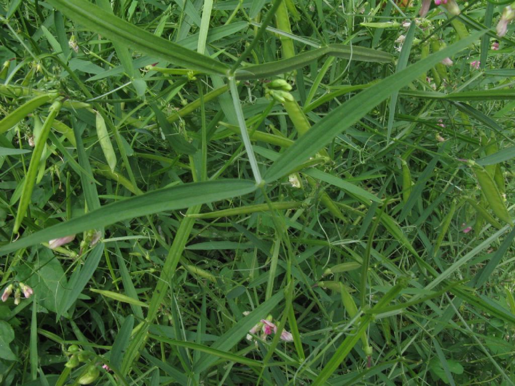 Veccia...?  No, Lathyrus sp. (L. latifolius o L. sylvestris)