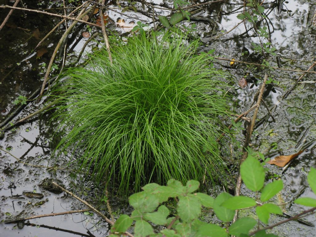 Acorus gramineus?... Genere non deteminabile