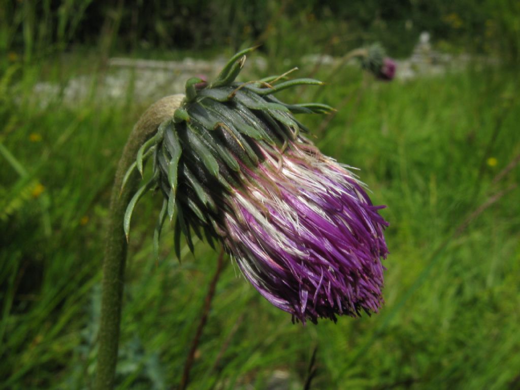 Cirsium defloratus? ... Carduus cfr. defloratus