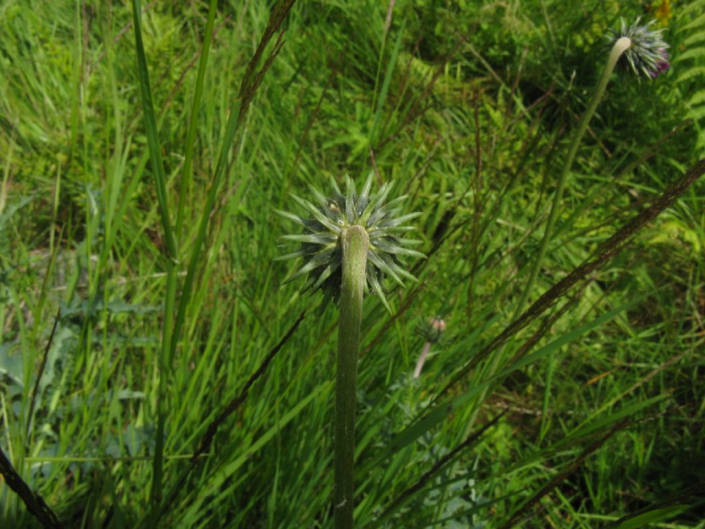 Cirsium defloratus? ... Carduus cfr. defloratus