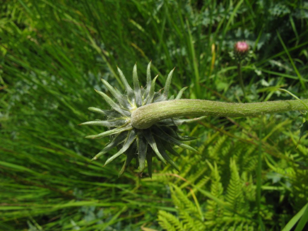 Cirsium defloratus? ... Carduus cfr. defloratus