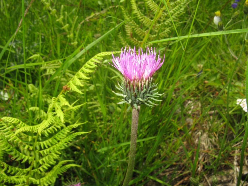 Cirsium defloratus? ... Carduus cfr. defloratus