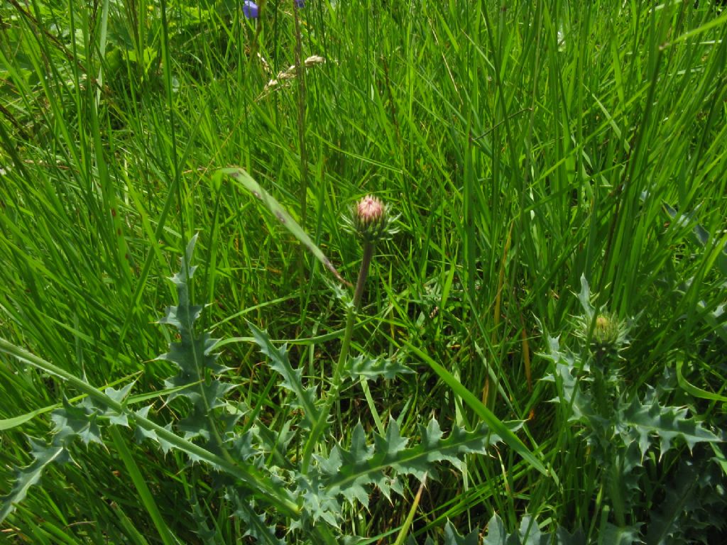 Cirsium defloratus? ... Carduus cfr. defloratus