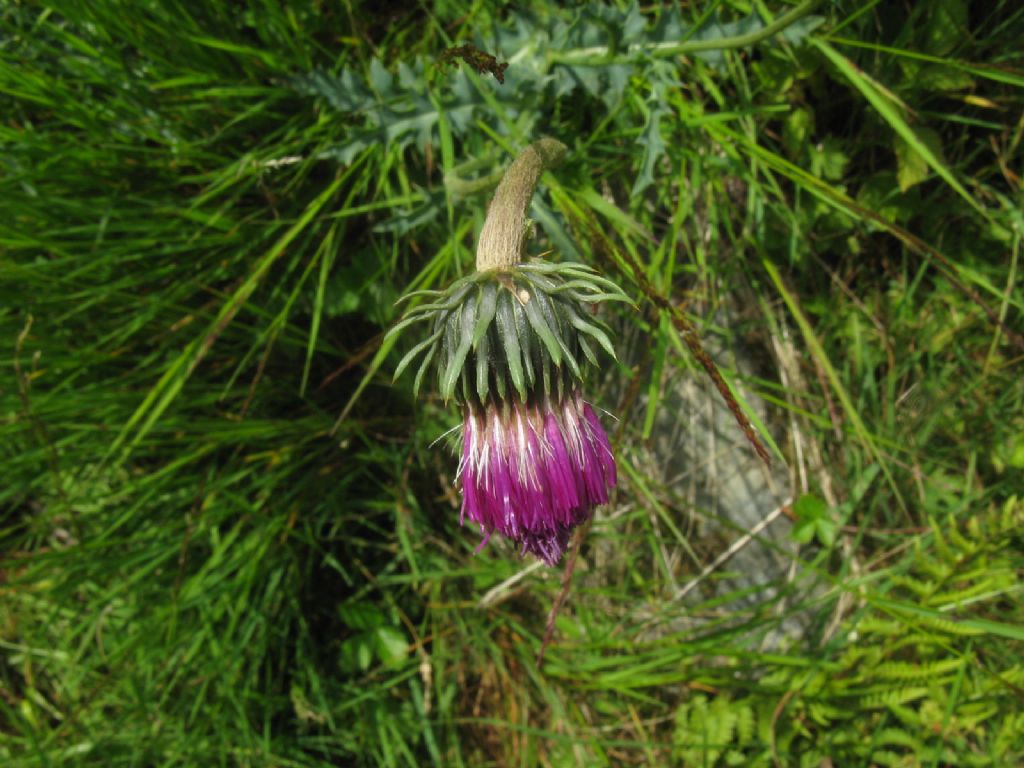 Cirsium defloratus? ... Carduus cfr. defloratus