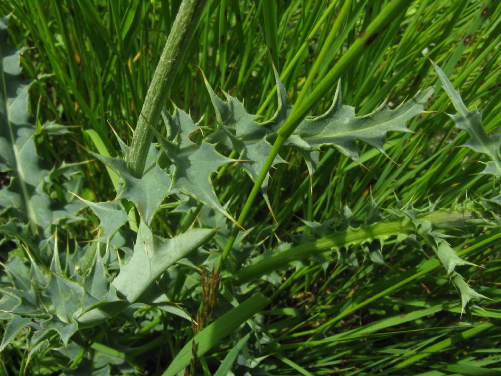 Cirsium defloratus? ... Carduus cfr. defloratus