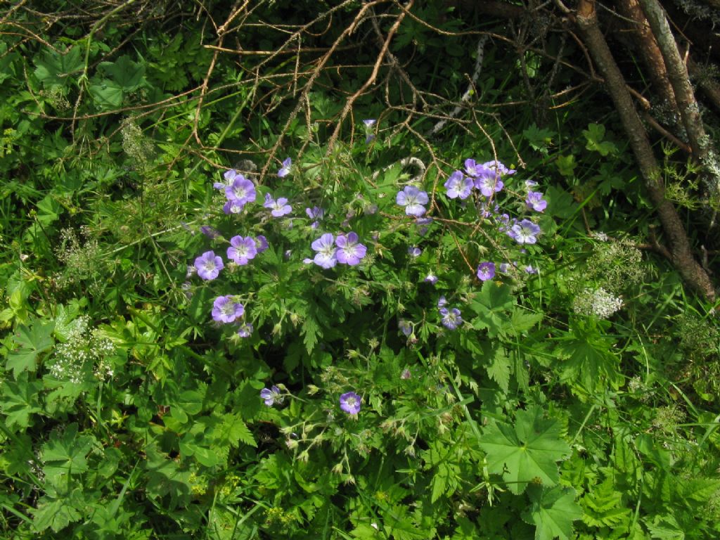 Geranium sylvaticum