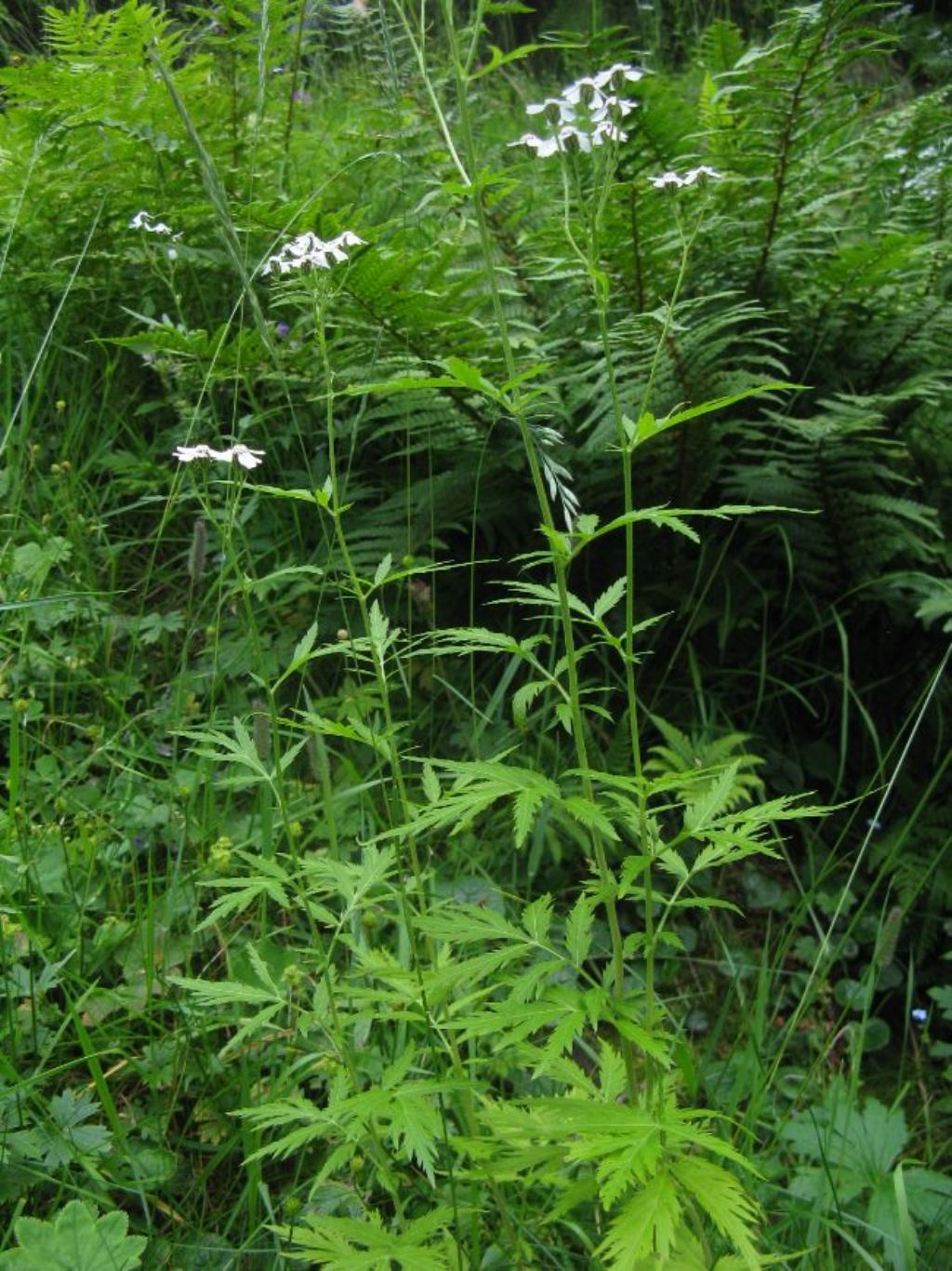 Achillea macrophylla / Millefoglio delle radure