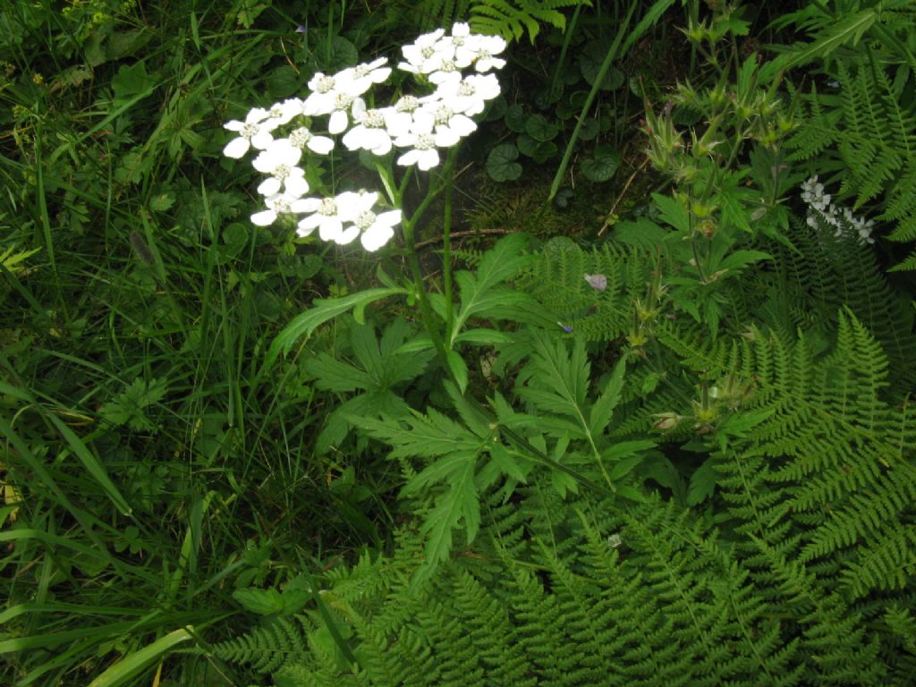 Achillea macrophylla / Millefoglio delle radure