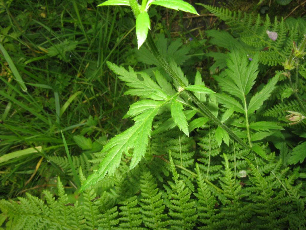 Achillea macrophylla / Millefoglio delle radure