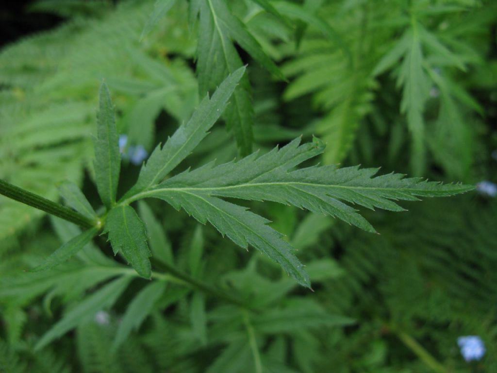 Achillea macrophylla / Millefoglio delle radure