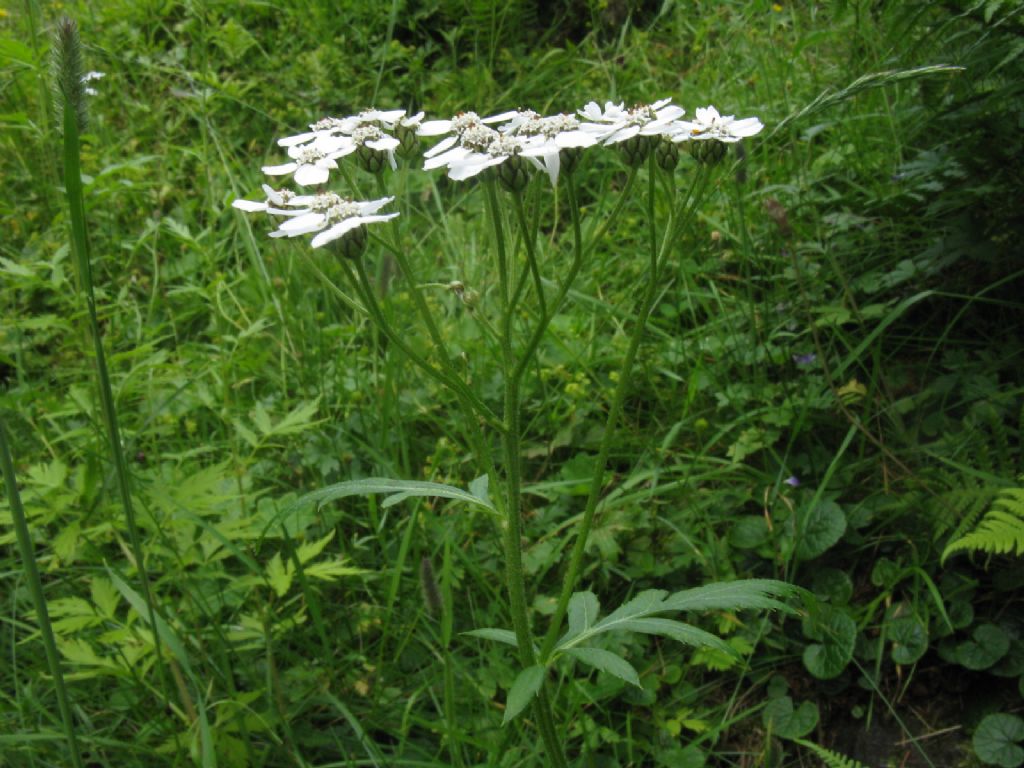 Achillea macrophylla / Millefoglio delle radure