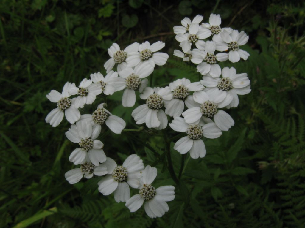 Achillea macrophylla / Millefoglio delle radure