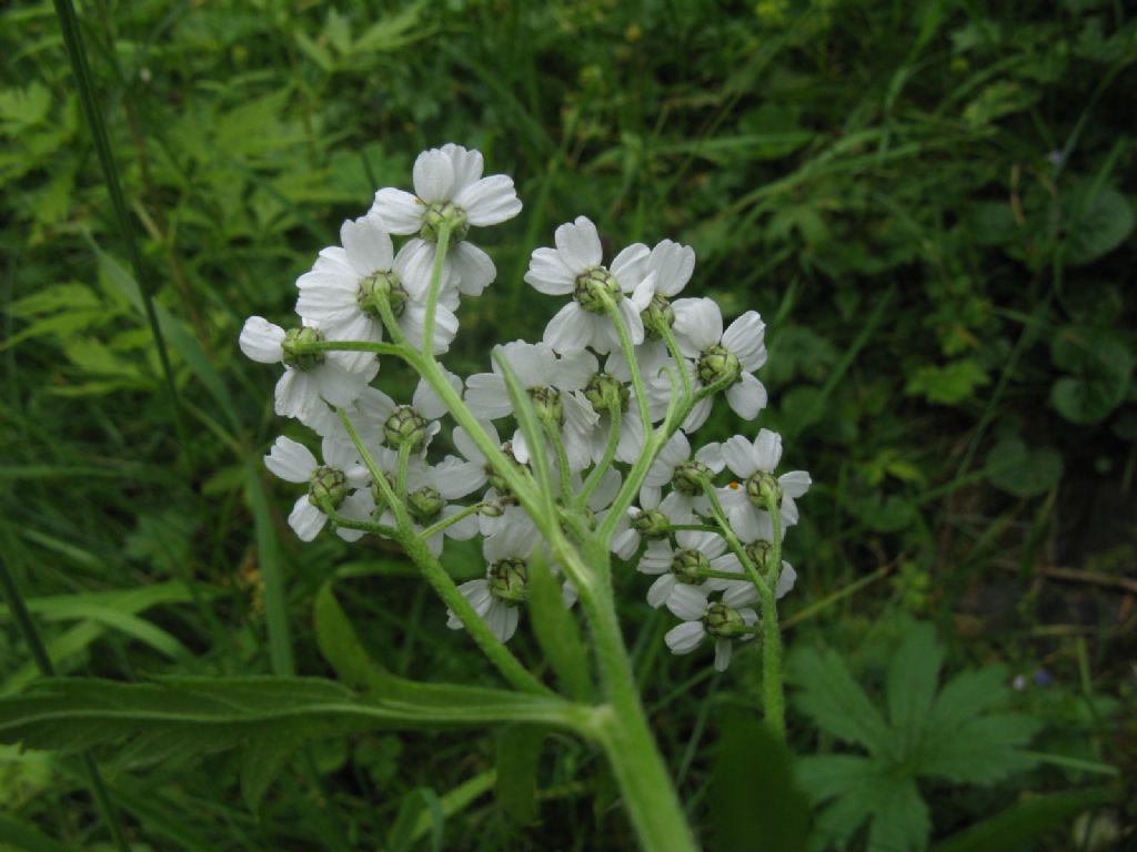 Achillea macrophylla / Millefoglio delle radure