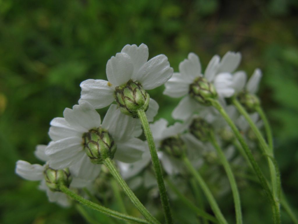 Achillea macrophylla / Millefoglio delle radure