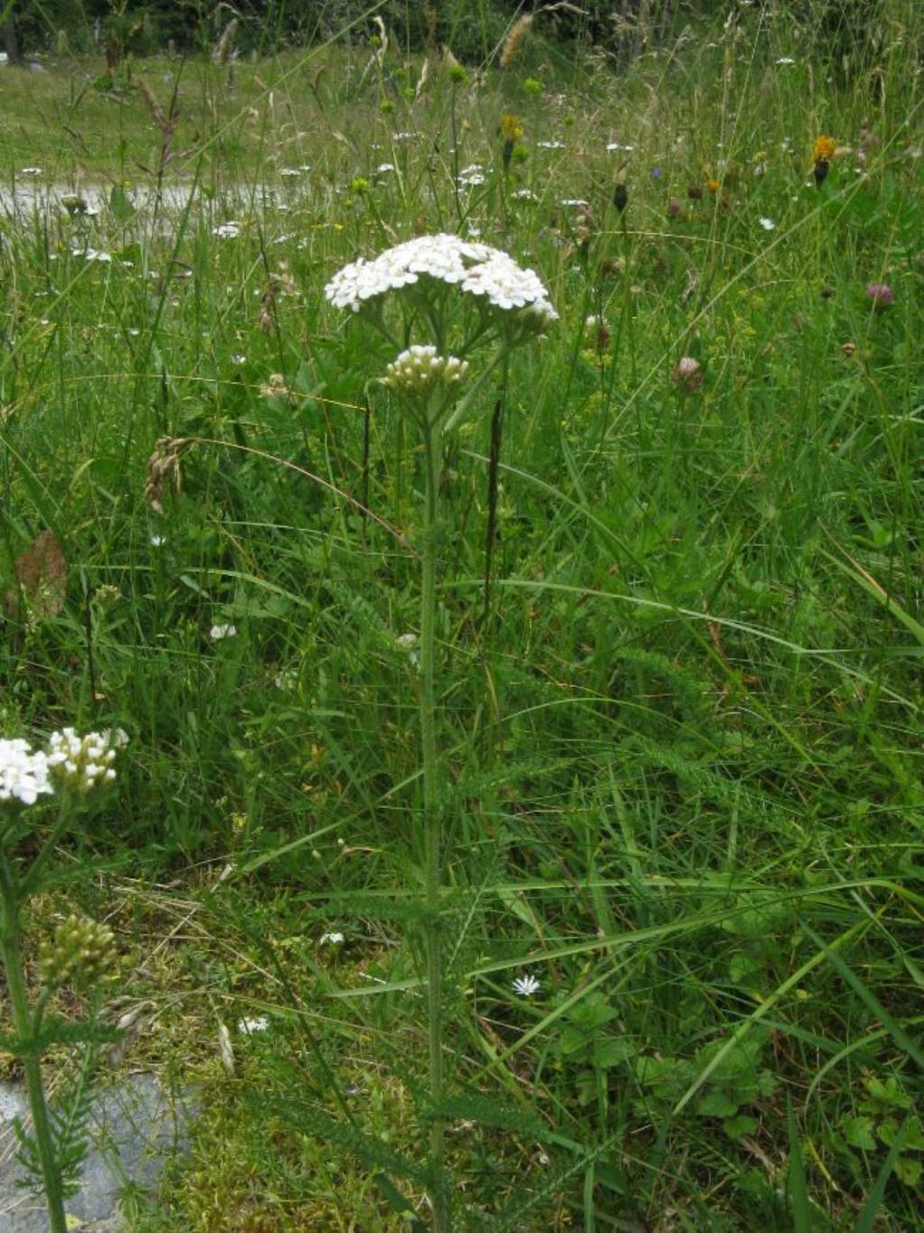 Achillea sp. o ...?  Achillea gr. millefolium