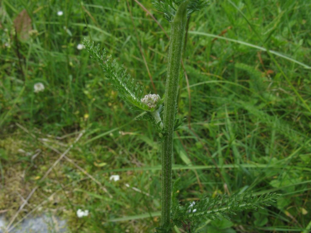 Achillea sp. o ...?  Achillea gr. millefolium