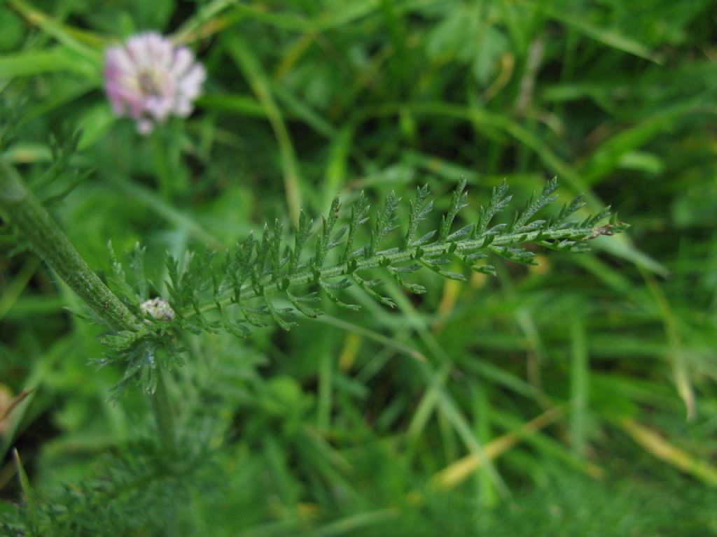 Achillea sp. o ...?  Achillea gr. millefolium